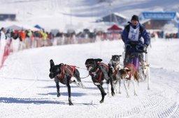Lenk 2013